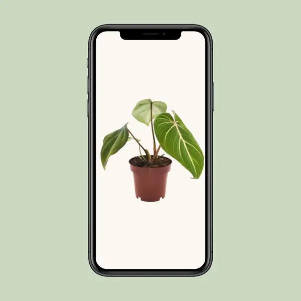 Philodendron Selloum Atom - Ø12cm - ↕25cm  BotanicBridge