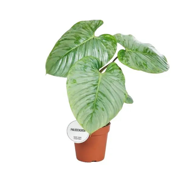 Philodendron Sodiroi - Ø15cm - ↕45cm  BotanicBridge