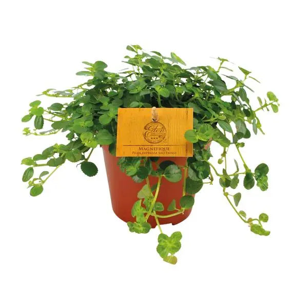 Pilea Depressa Sao Paulo - Ø12cm - ↕20cm  BotanicBridge