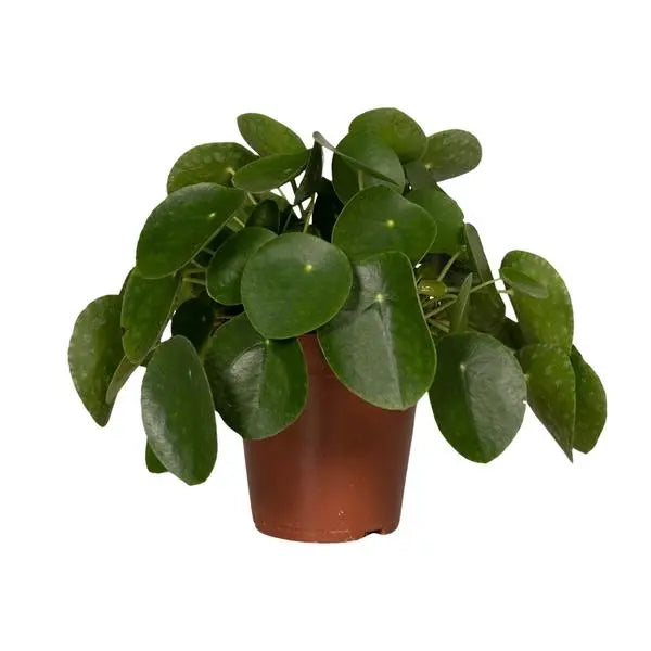 Pilea Peperomiodes - Pannekoekenplant - Ø15cm - ↕25cm  BotanicBridge