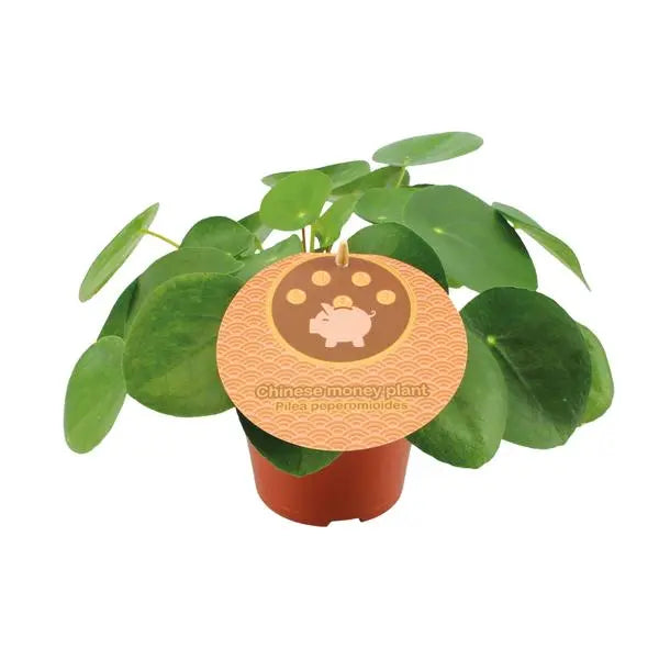 Pilea Peperomioides - Ø12cm - ↕20cm  BotanicBridge