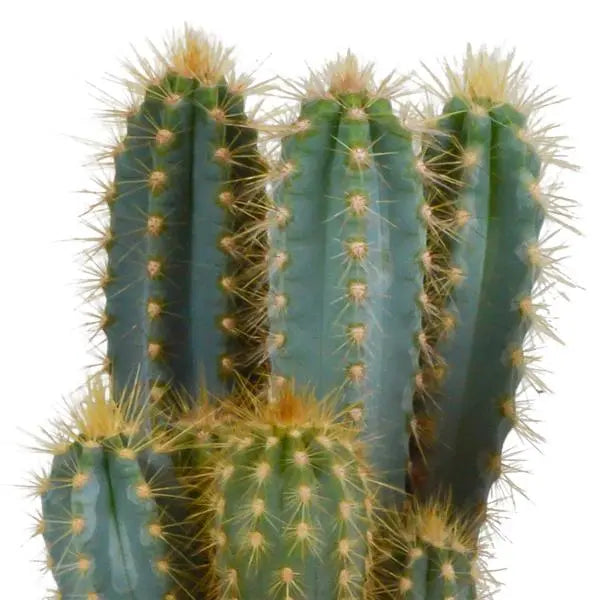 Pilosocereus azureus - 12cm - zonder pot  BotanicBridge