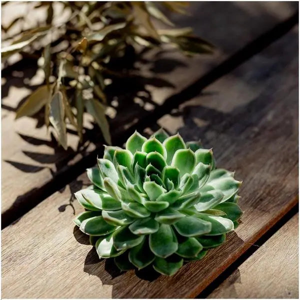 ROOTLESS Succulent Echeveria Pulidonis Ø12-14 cm - ↕5 cm  BotanicBridge