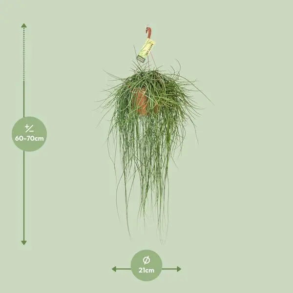 Rhipsalis Floccosa - Ø21cm - ↕70cm  BotanicBridge