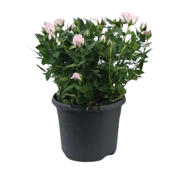 Rosa Jewel Patio Baby - Ø17cm - ↕30cm  BotanicBridge