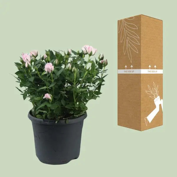 Rosa Jewel Patio Baby - Ø17cm - ↕30cm  BotanicBridge