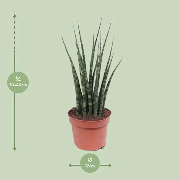 Sansevieria Fernwood Mikado - Ø12cm - ↕40cm  BotanicBridge