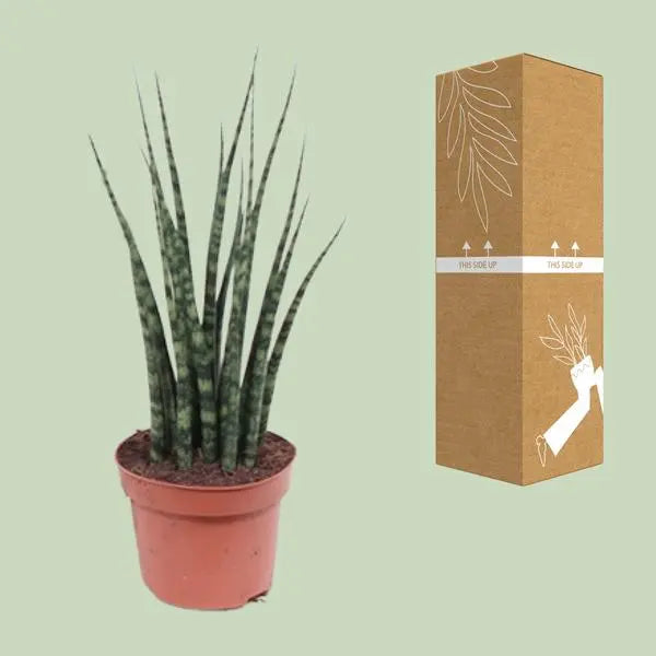 Sansevieria Fernwood Mikado - Ø12cm - ↕40cm  BotanicBridge