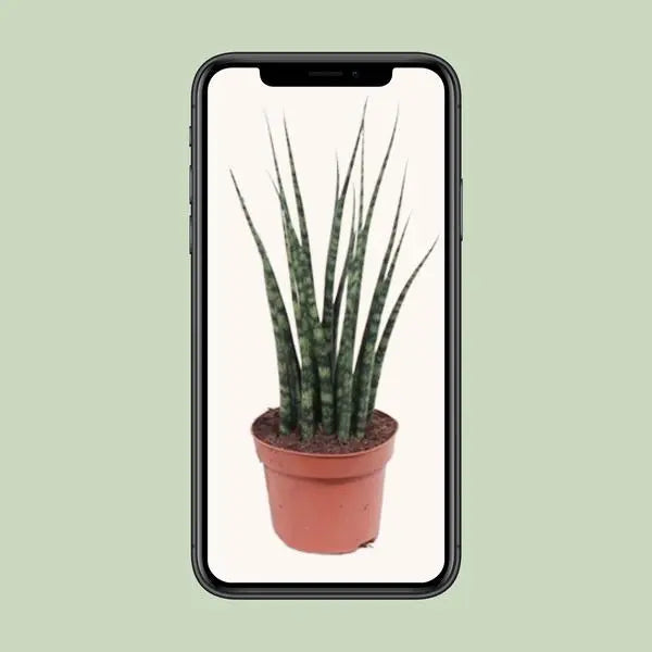 Sansevieria Fernwood Mikado - Ø12cm - ↕40cm  BotanicBridge