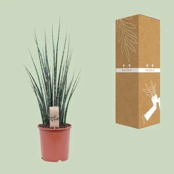 Sansevieria Fernwood Mikado - Ø19cm - ↕80cm  BotanicBridge