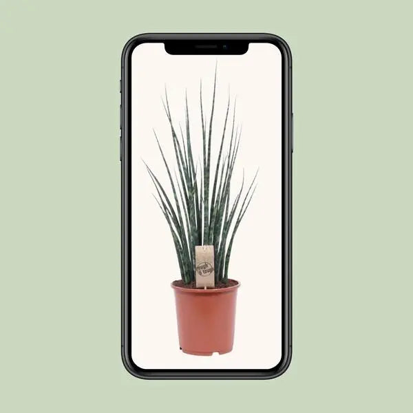 Sansevieria Fernwood Mikado - Ø19cm - ↕80cm  BotanicBridge