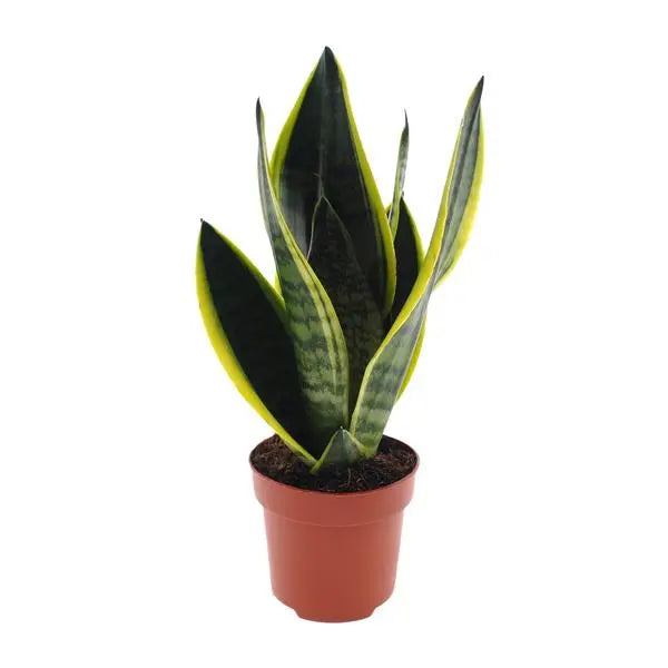 Sansevieria Futura Superba - Ø12cm - ↕30cm  BotanicBridge