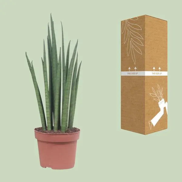 Sansevieria Mikado - Ø12cm - ↕40cm  BotanicBridge