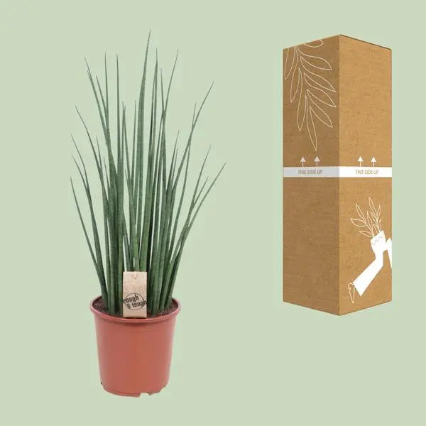 Sansevieria Mikado - Ø19cm - ↕70cm  BotanicBridge