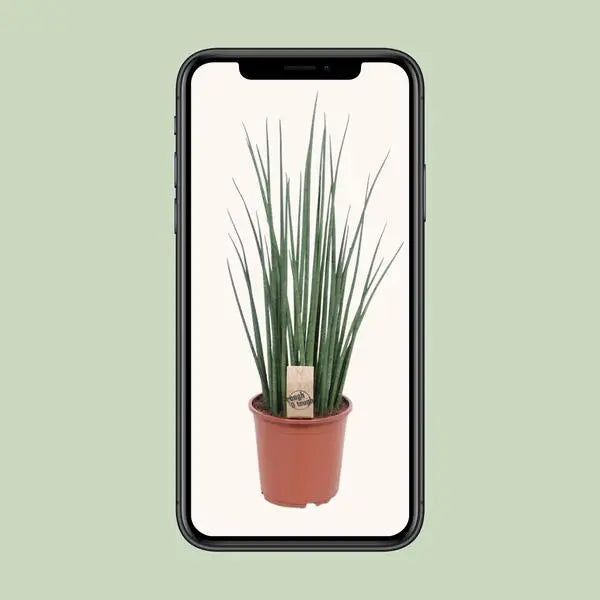 Sansevieria Mikado - Ø19cm - ↕70cm  BotanicBridge