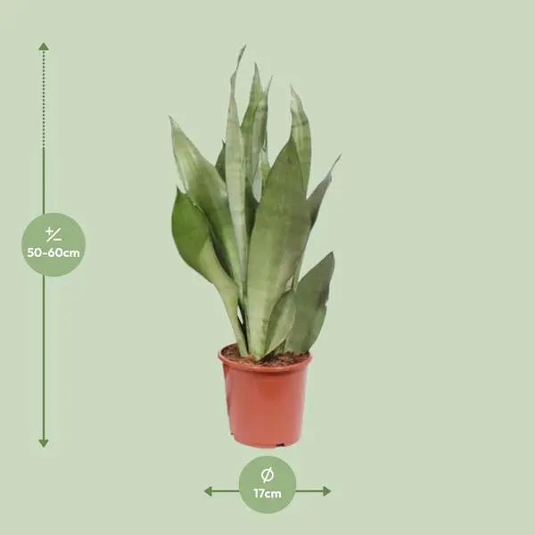 Sansevieria Moonshine - Ø17cm - ↕60cm  BotanicBridge