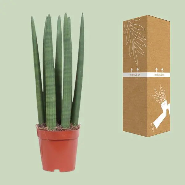 Sansevieria Straight - Ø12cm - ↕40cm  BotanicBridge