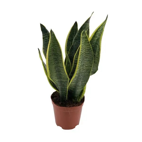 Sansevieria Superba - Ø12cm - ↕40cm  BotanicBridge