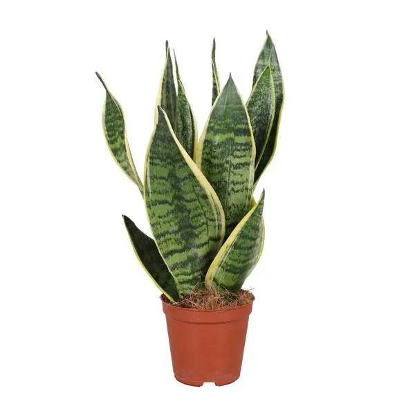 Sansevieria Trifasciata Futura Superba - Ø12cm - ↕40cm  BotanicBridge