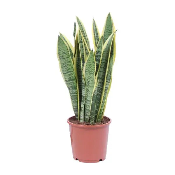 Sansevieria Trifasciata Laurentii - Ø14cm - ↕40cm  BotanicBridge