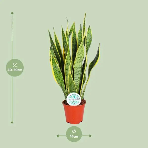 Sansevieria Trifasciata Laurentii - Ø14cm - ↕50cm  BotanicBridge