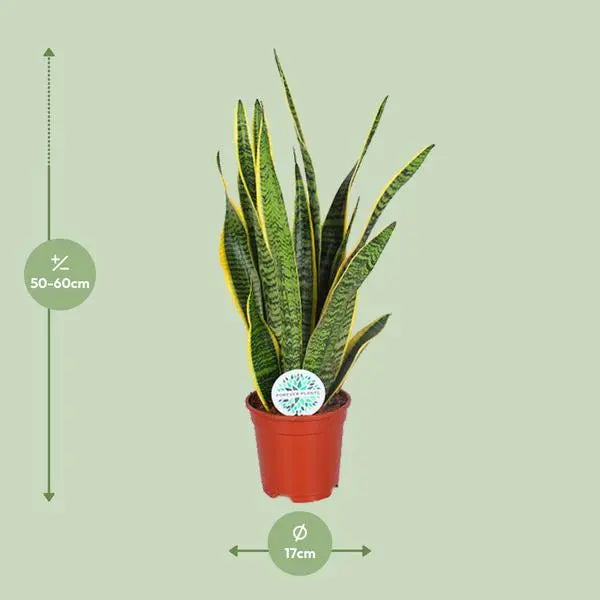 Sansevieria Trifasciata Laurentii - Ø17cm - ↕60cm  BotanicBridge