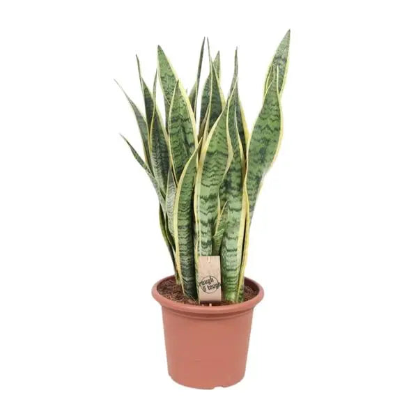 Sansevieria Trifasciata Laurentii - Ø25cm - ↕85cm  BotanicBridge