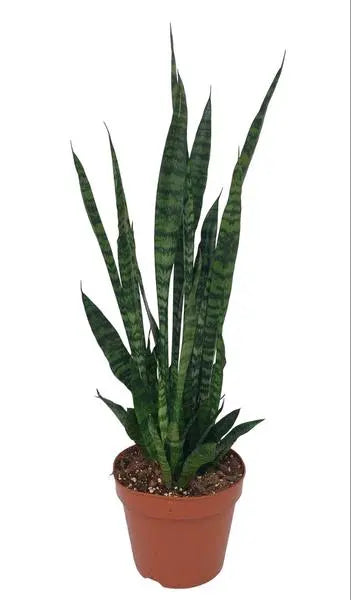 Sansevieria Zeylanica - Ø17cm - ↕75cm  BotanicBridge