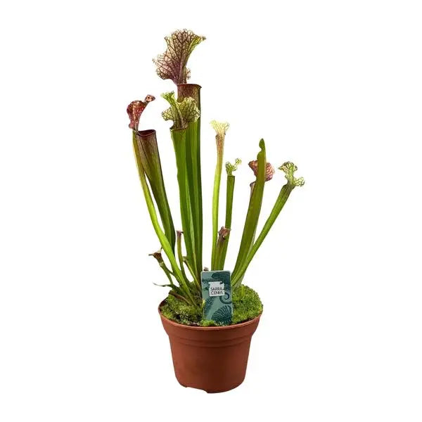 Sarracenia Judith Hindle - Ø12cm - ↕30cm  BotanicBridge