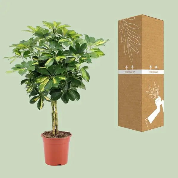 Schefflera Arboricola Gold Capella - Ø19cm - ↕75cm  BotanicBridge