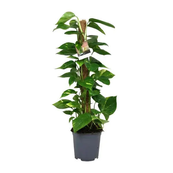 Scindapsus Epipremnum - Ø19cm - ↕80cm  BotanicBridge