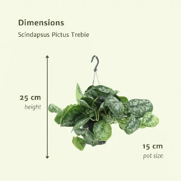 Scindapsus Pictus Trebie (Epipremnum) - 2 stuks - Ø15cm - ↕25cm  BotanicBridge