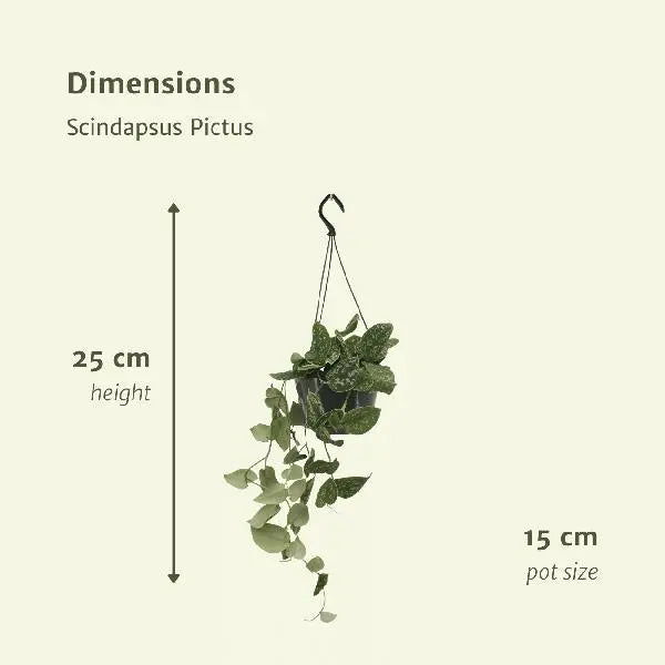 Scindapsus Pictus (Epipremnum) - 2 stuks - Ø15cm - ↕20cm  BotanicBridge