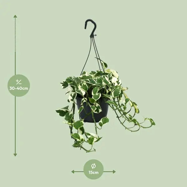 Scindapsus (Epipremnum) N’Joy - Ø15cm - ↕35cm  BotanicBridge