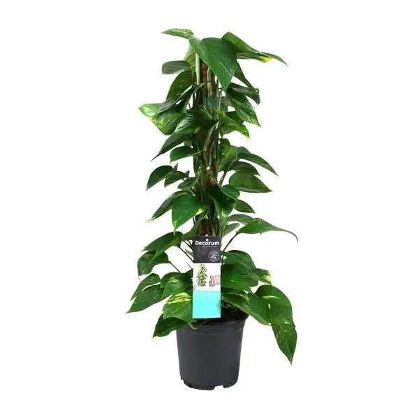 Scindapsus (Epipremnum) - Ø19cm - ↕80cm  BotanicBridge