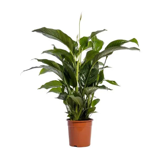 Spathiphyllum Bellini - Ø24cm - ↕100cm  BotanicBridge