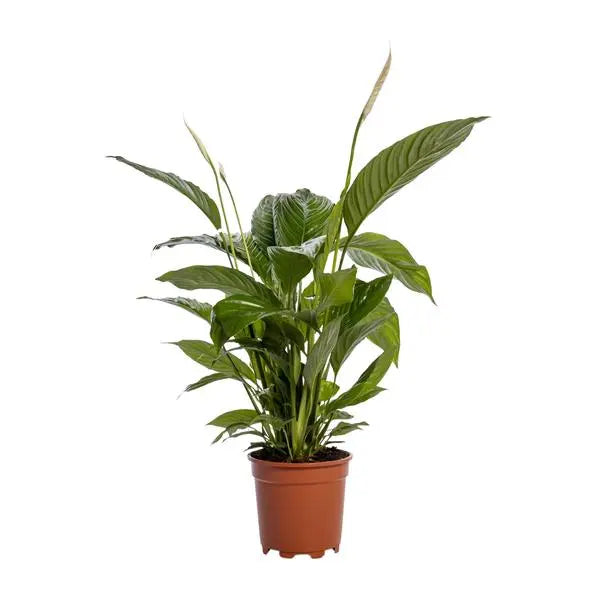 Spathiphyllum Bingo Cupido - Ø19cm - ↕80cm  BotanicBridge