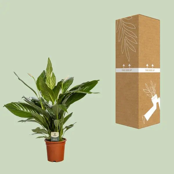 Spathiphyllum Bingo Cupido - Ø19cm - ↕80cm  BotanicBridge