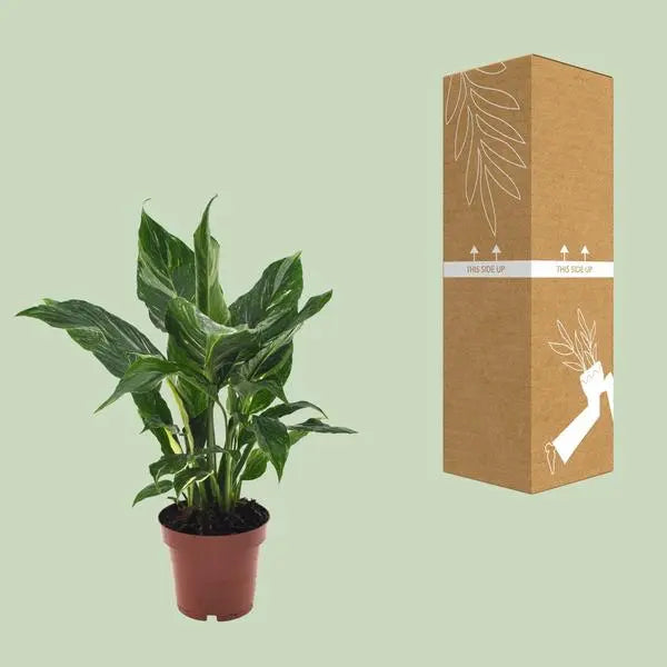 Spathiphyllum Diamond - Ø12cm - ↕40cm  BotanicBridge