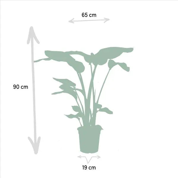 Strelitzia Nicolai - Ø19cm - ↕85cm + Alocasia Macrorrhiza - Ø19cm - ↕70cm  BotanicBridge