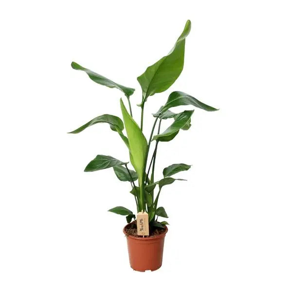 Strelitzia Nicolai - Ø19cm - ↕90cm  BotanicBridge