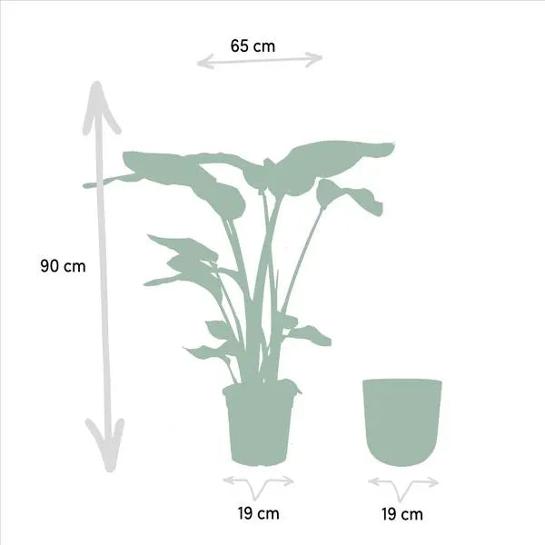 Strelitzia Nicolai - Ø19cm - ↕90cm + Pot Mayk Gold  BotanicBridge