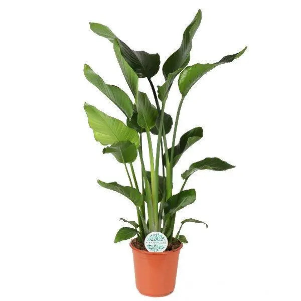 Strelitzia Nicolai - Ø24cm - ↕120cm  BotanicBridge