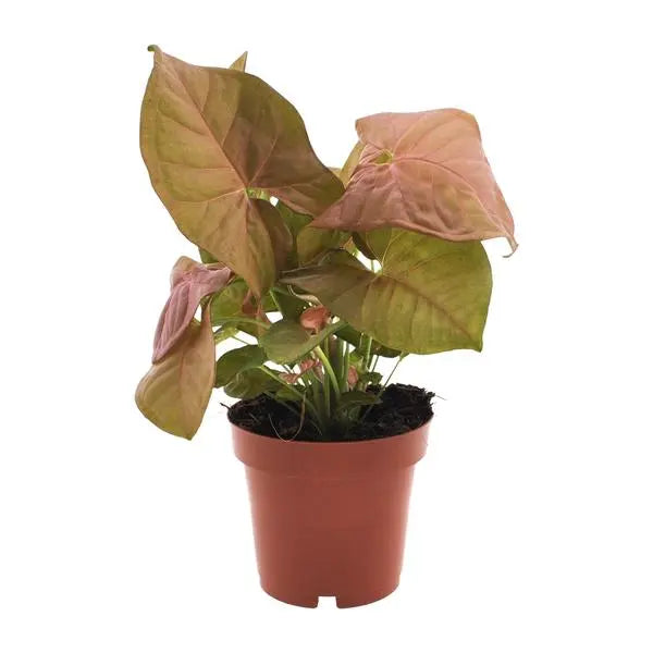 Syngonium Neon - Ø12cm - ↕25cm  BotanicBridge