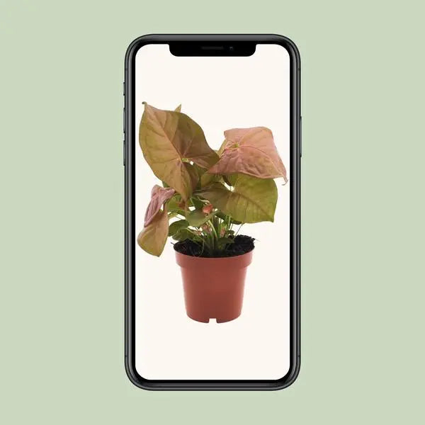 Syngonium Neon - Ø12cm - ↕25cm  BotanicBridge