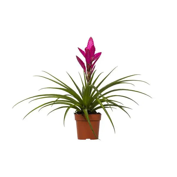 Tillandsia Amira - Ø12cm - ↕45cm  BotanicBridge