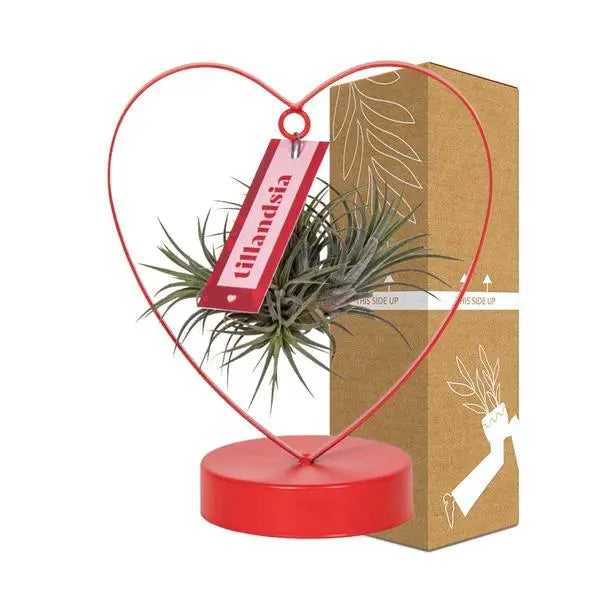 Tillandsia Ionantha Silver - Ø10,5cm - ↕23cm  BotanicBridge