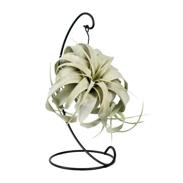 Tillandsia King Xero - Ø12cm - ↕23cm  BotanicBridge