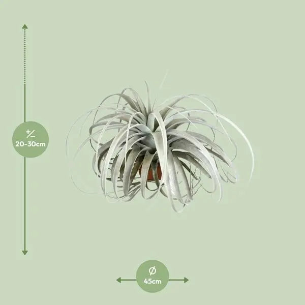 Tillandsia Xerographica - Ø45cm - ↕30cm  BotanicBridge