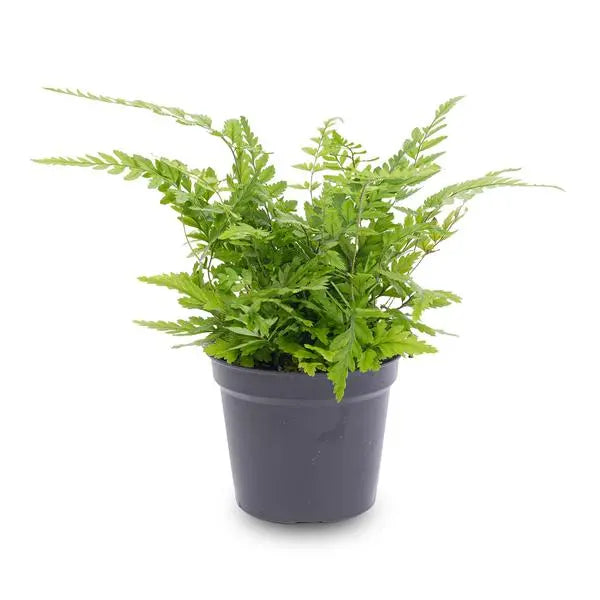 Varen - Athyrium spicatum - Terrarium plant - Potmaat 6  BotanicBridge